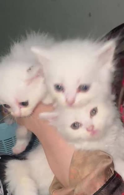 Persian kittens for sale