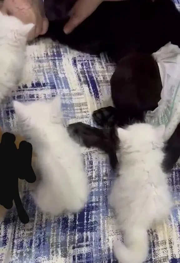 Persian kittens for sale — photo 2