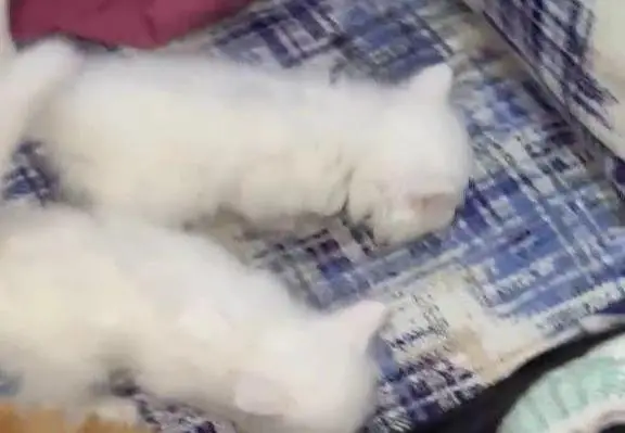 Persian kittens for sale — photo 3