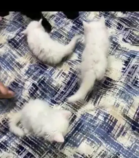 Persian kittens for sale — photo 4