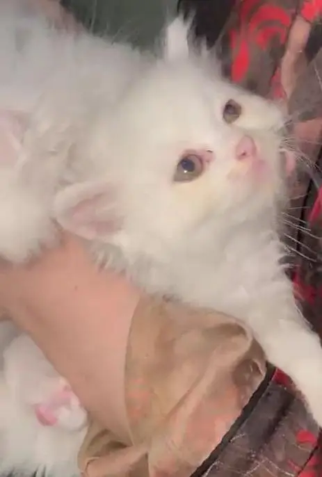 Persian kittens for sale — photo 5