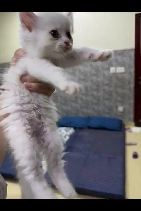 Persian kittens for sale — photo 6