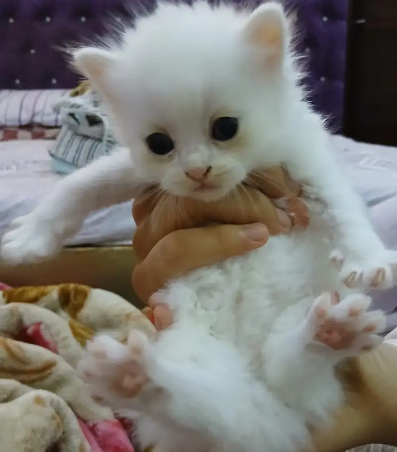 Persian kittens for sale — photo 7