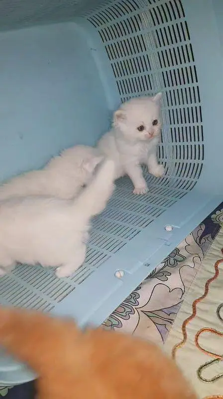 Persian kittens for sale — photo 8