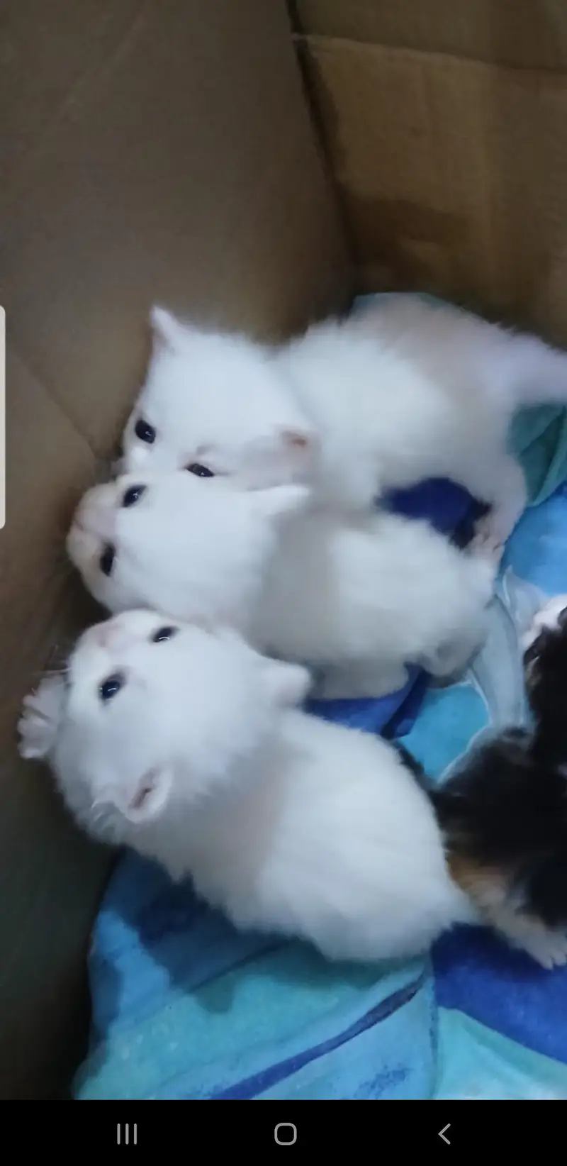 Persian kittens for sale — photo 9