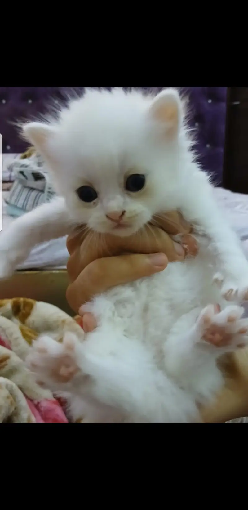 Persian kittens for sale — photo 10