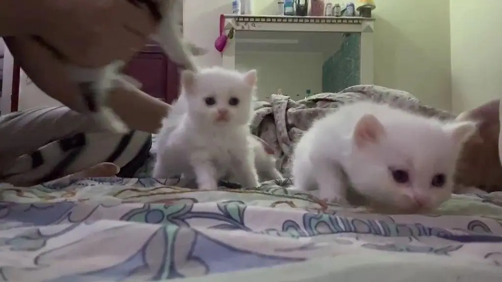 Persian kittens for sale — photo 11
