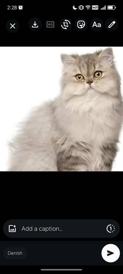 looking for a good home for my cat. he is so cute and healthy