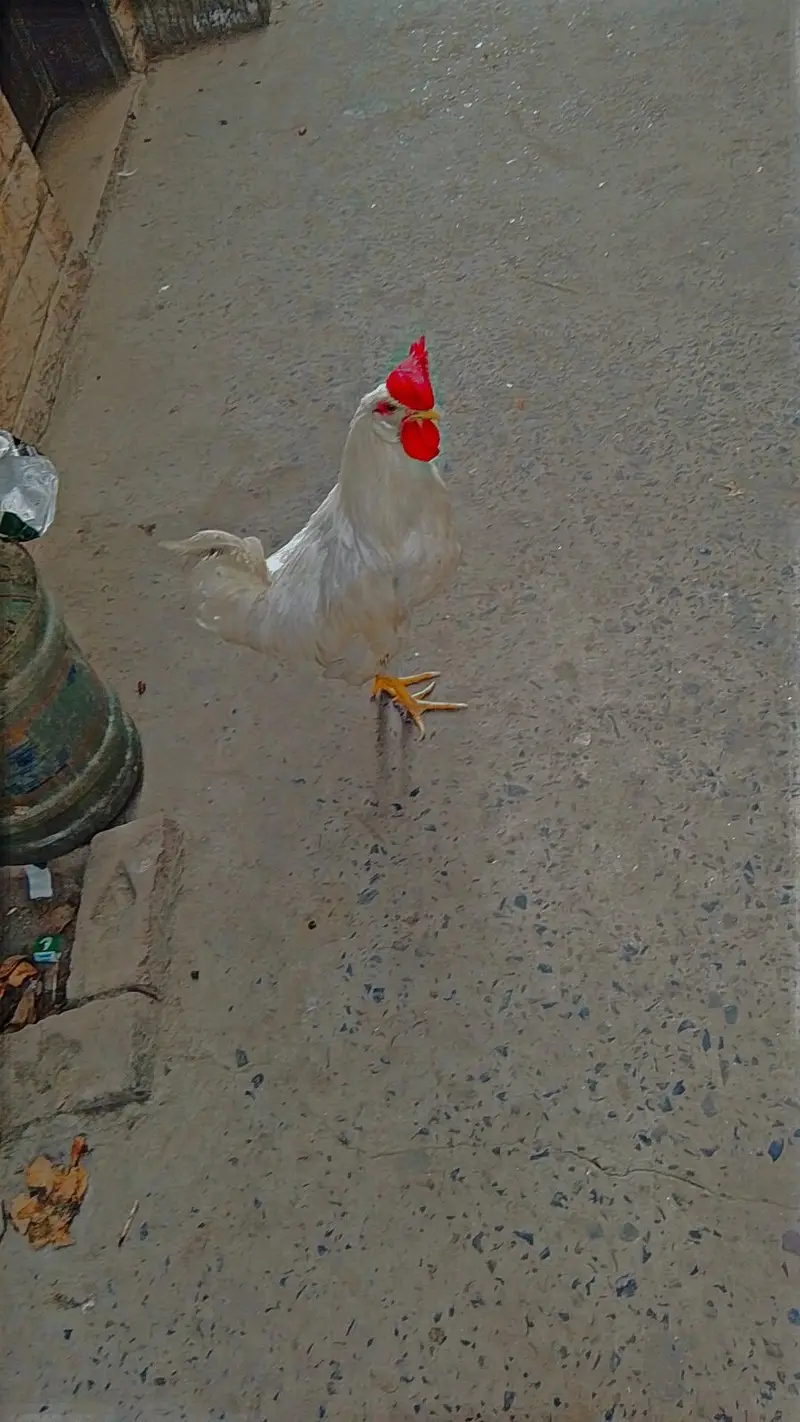 White Murga For Sale — photo 2