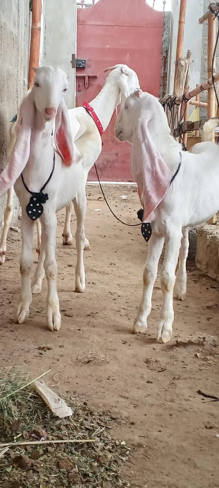 Gulabi Healthy Bachy — photo 2
