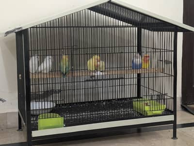 7 Love Birds for sale