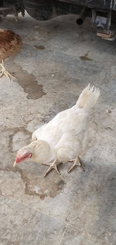 Aseel desi hens, chicken, roosters