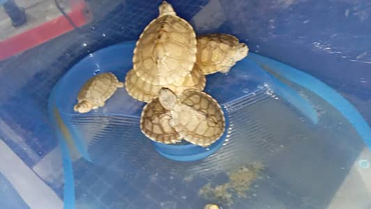 guinea pigs hamster land tortoise Giant snail turle