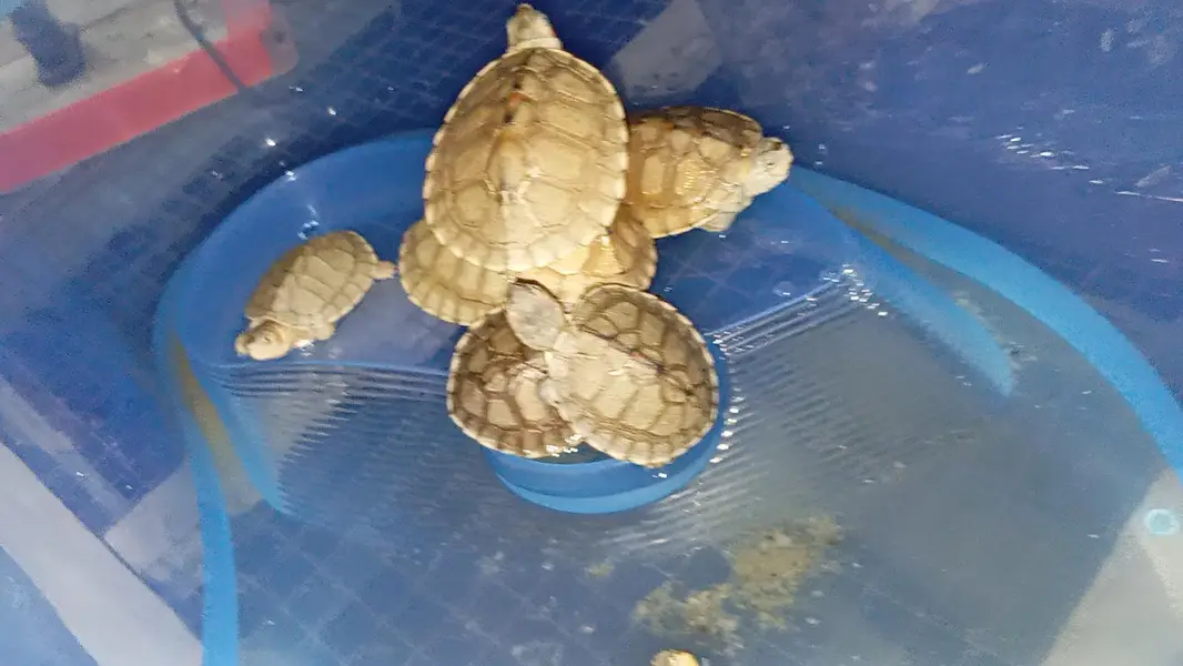 guinea pigs hamster land tortoise Giant snail turle