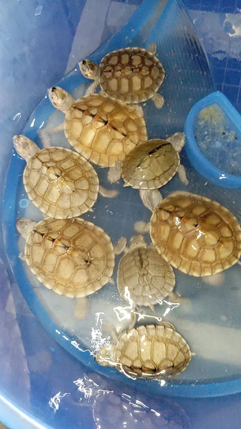 guinea pigs hamster land tortoise Giant snail turle — photo 2