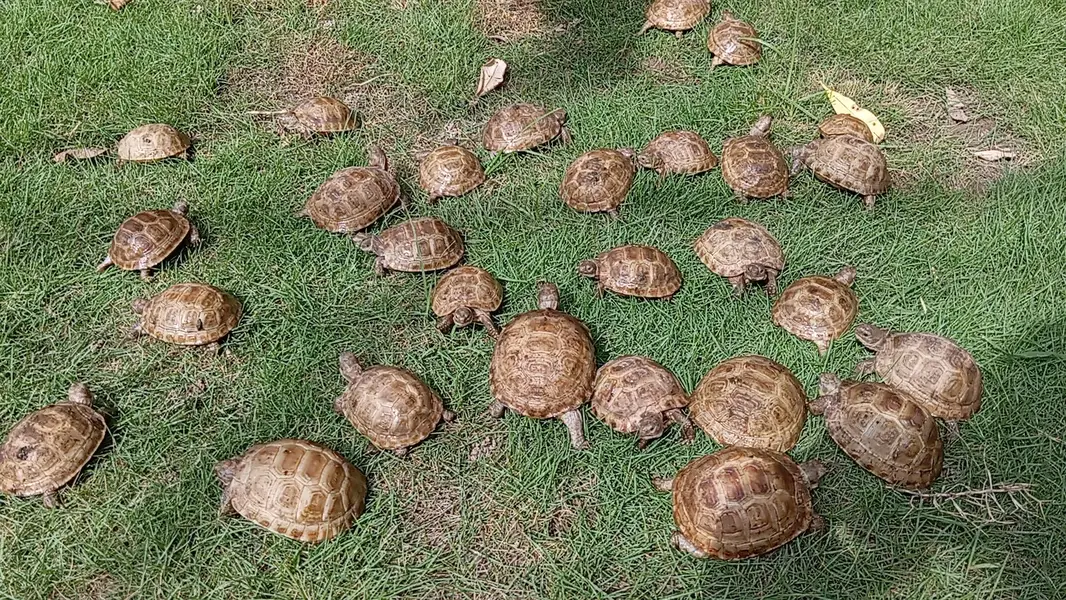 guinea pigs hamster land tortoise Giant snail turle — photo 3