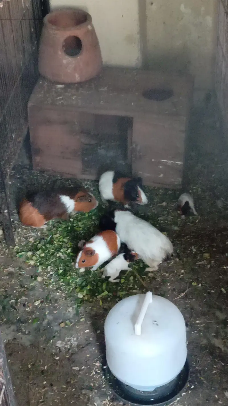 guinea pigs hamster land tortoise Giant snail turle — photo 4