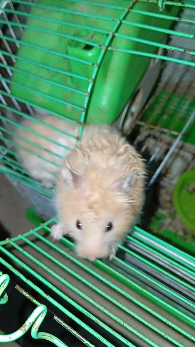 guinea pigs hamster land tortoise Giant snail turle — photo 5