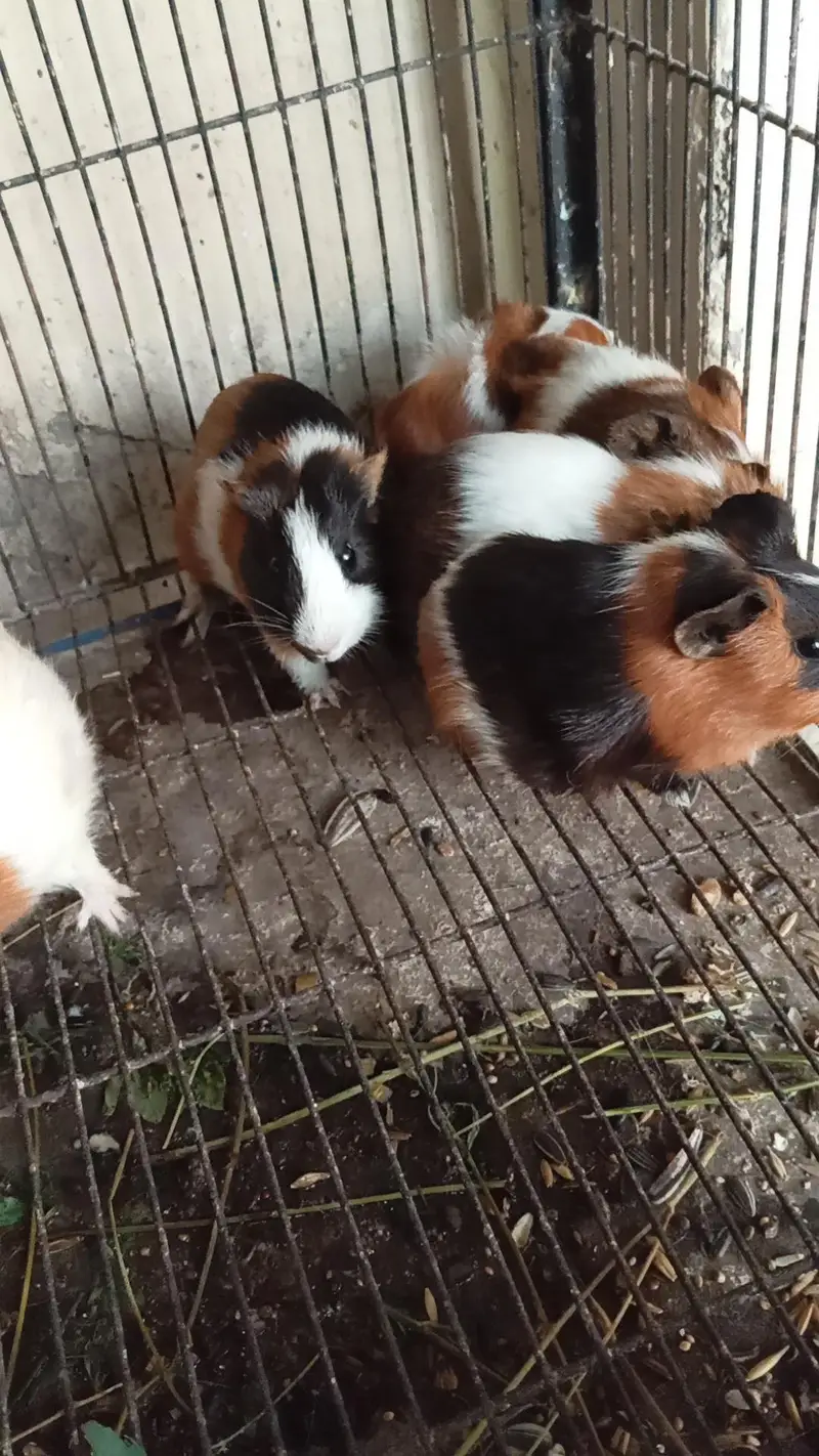guinea pigs hamster land tortoise Giant snail turle — photo 6