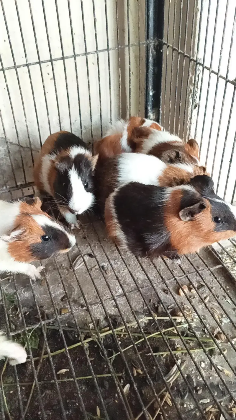 guinea pigs hamster land tortoise Giant snail turle — photo 7