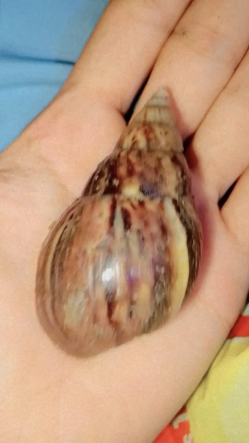 guinea pigs hamster land tortoise Giant snail turle — photo 8