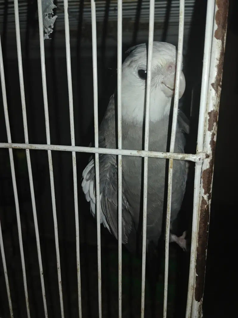semi tem hai singing karta hai fully active end helthy pide white face — photo 2