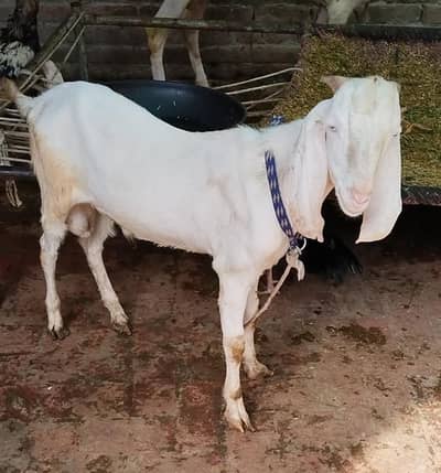 bakra