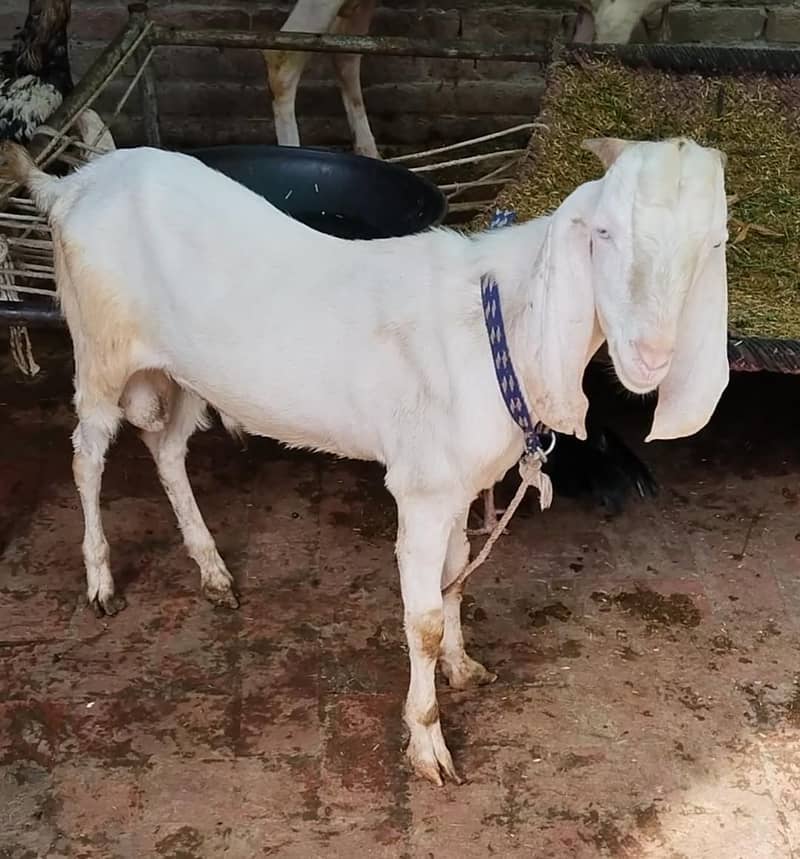 bakra 0