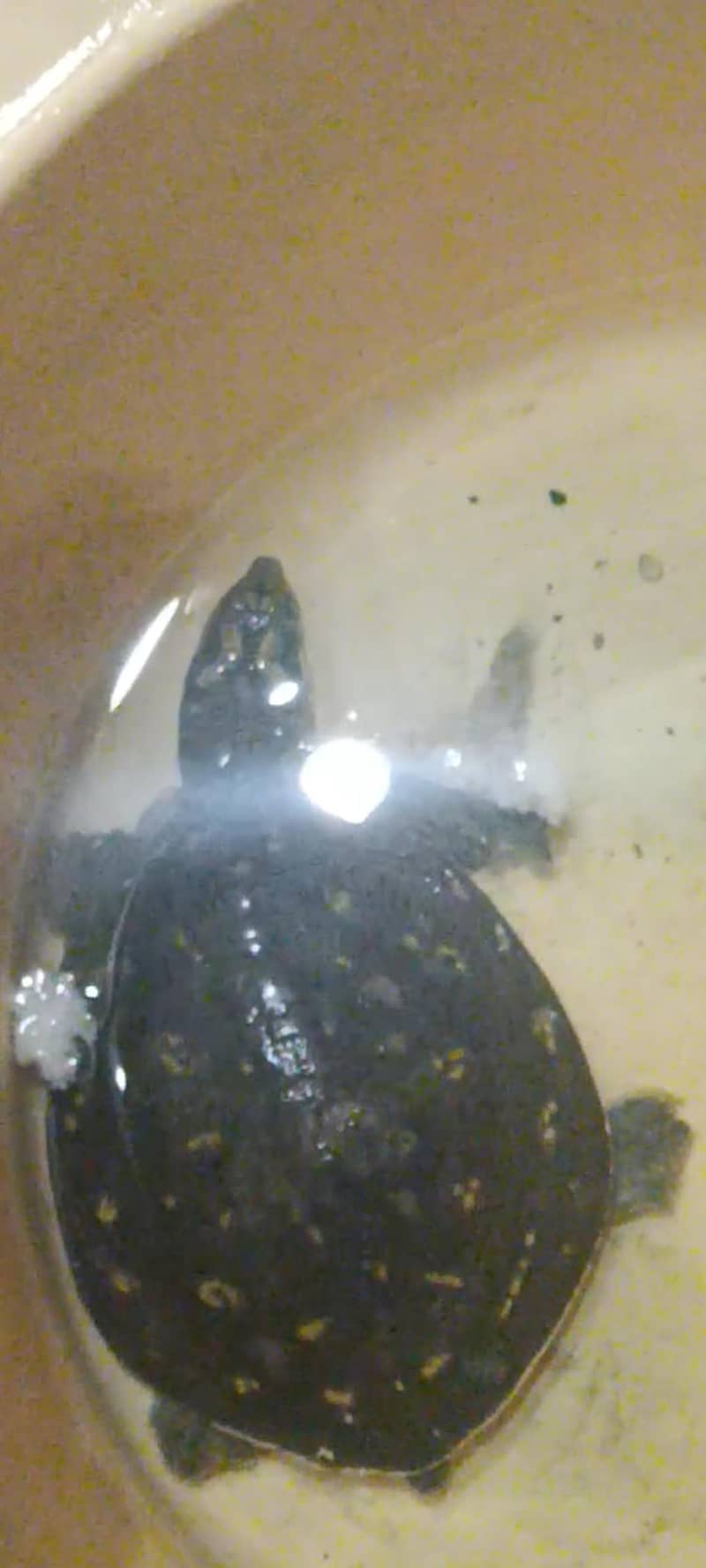Indian flapshell turtle 0
