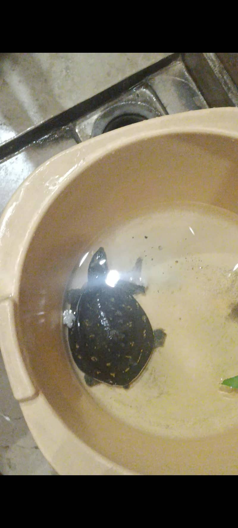 Indian flapshell turtle 1