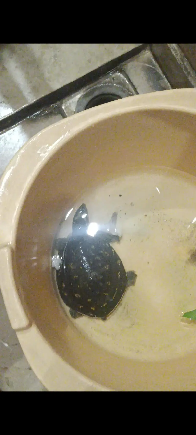 Indian flapshell turtle — photo 2