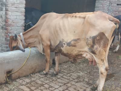 Mashallah boht achi cow sahiwal jarsi Cross sath wcha dodh  8kg ghbn 3