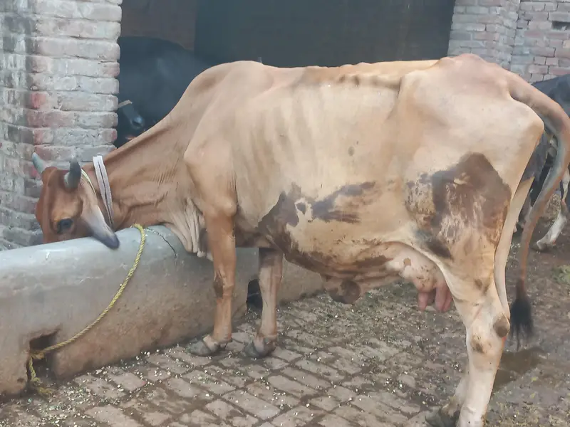 Mashallah boht achi cow sahiwal jarsi Cross sath wcha dodh  8kg ghbn 3 — photo 2