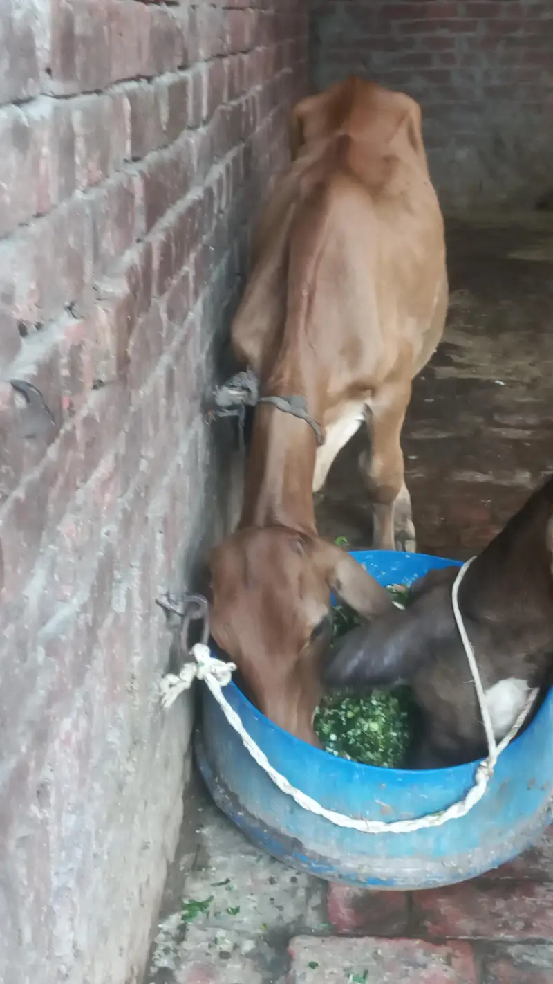 Mashallah boht achi cow sahiwal jarsi Cross sath wcha dodh  8kg ghbn 3 — photo 3