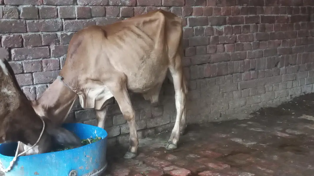 Mashallah boht achi cow sahiwal jarsi Cross sath wcha dodh  8kg ghbn 3 — photo 4