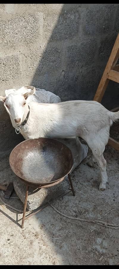 bakri | teddy | burberry teedy goat for sale | desi bakri