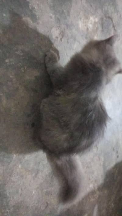 Persian cat beautiful cat enjoy every time