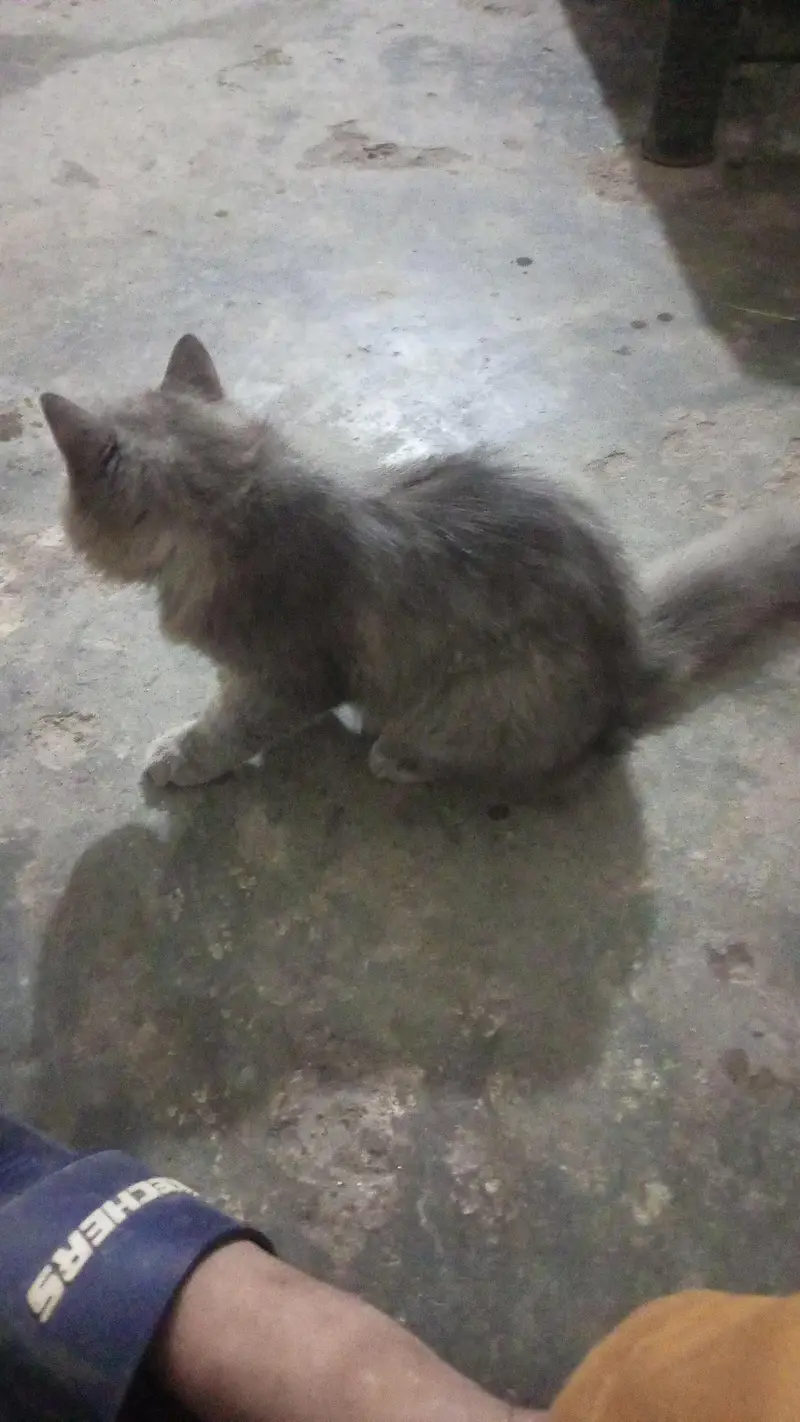 Persian cat beautiful cat enjoy every time — photo 3