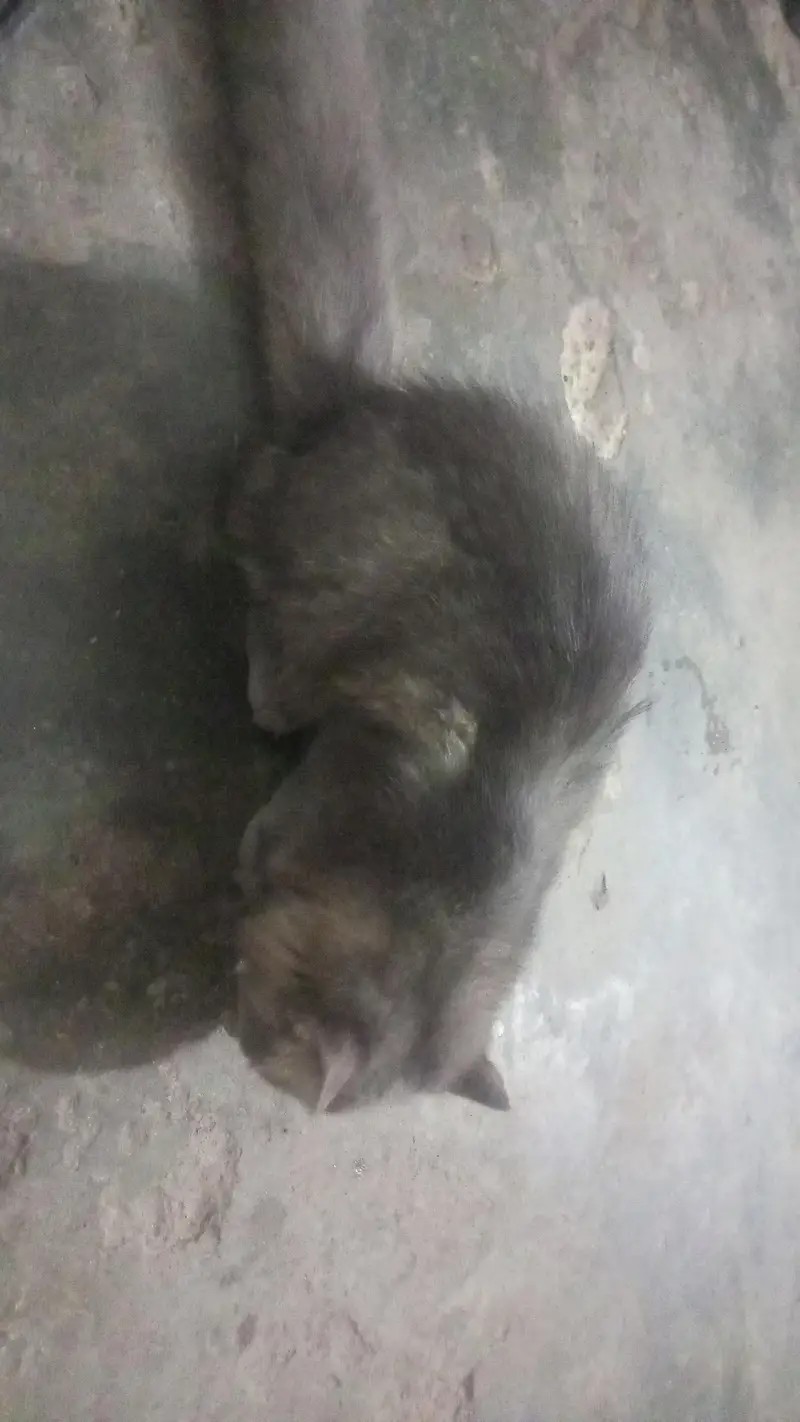 Persian cat beautiful cat enjoy every time — photo 4