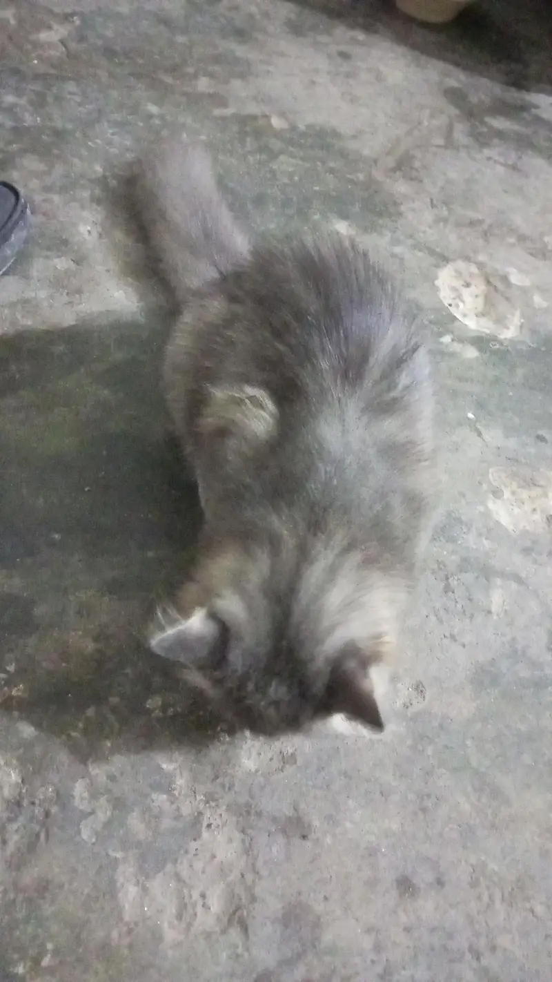 Persian cat beautiful cat enjoy every time — photo 5