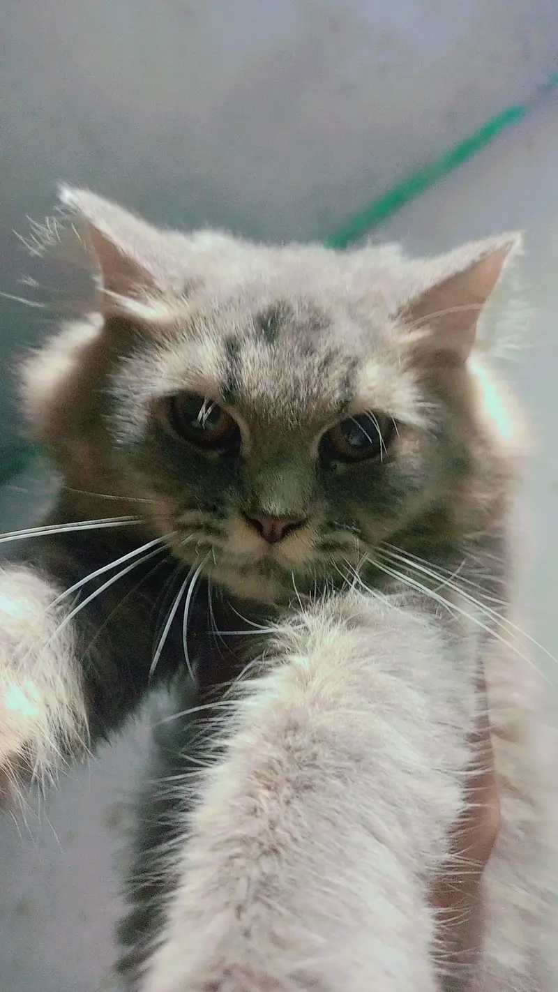 Persian cat beautiful cat enjoy every time — photo 7