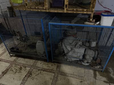 Hen cage