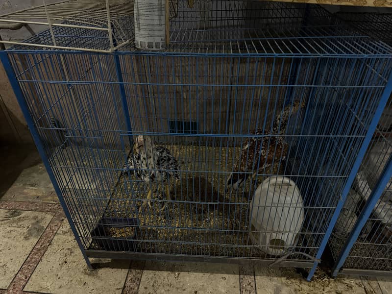 Hen cage 1