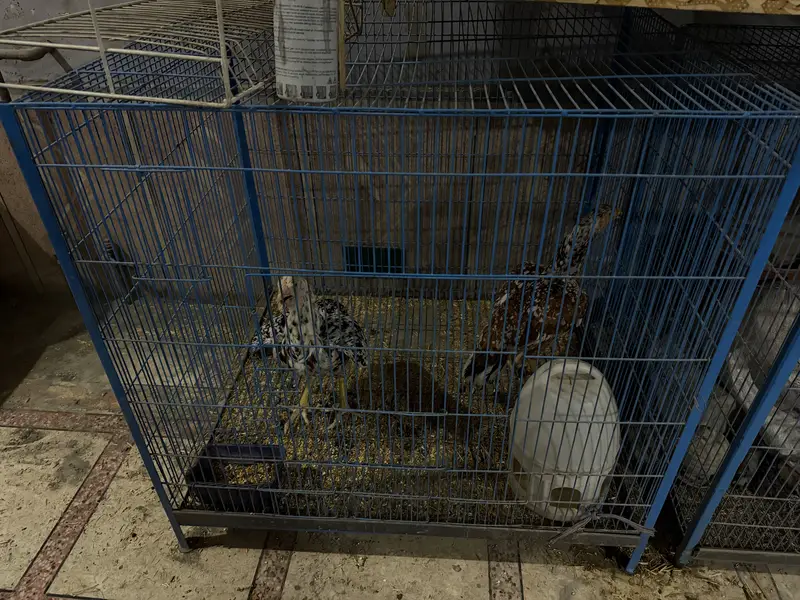 Hen cage — photo 2