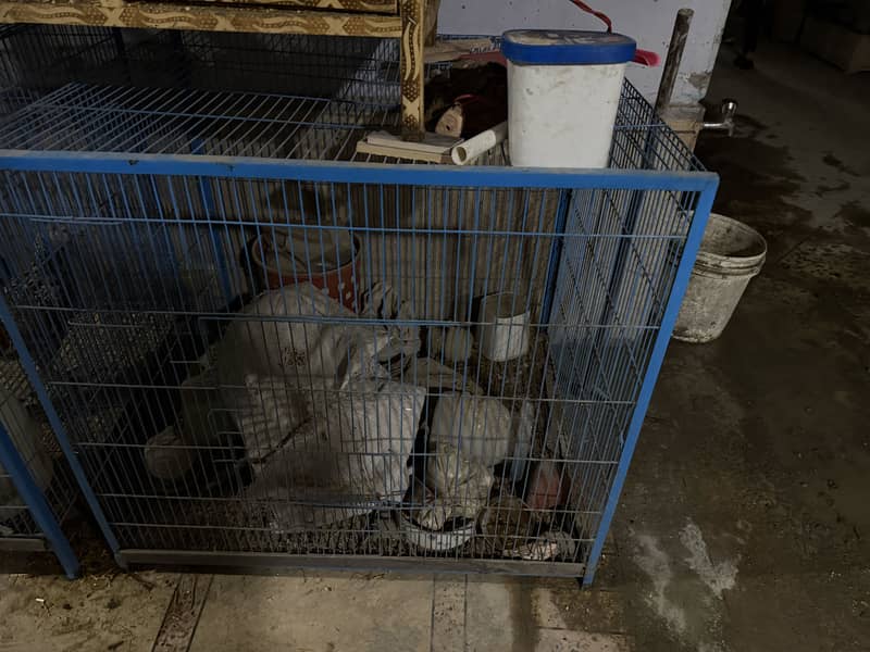 Hen cage 2