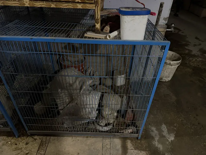 Hen cage — photo 3