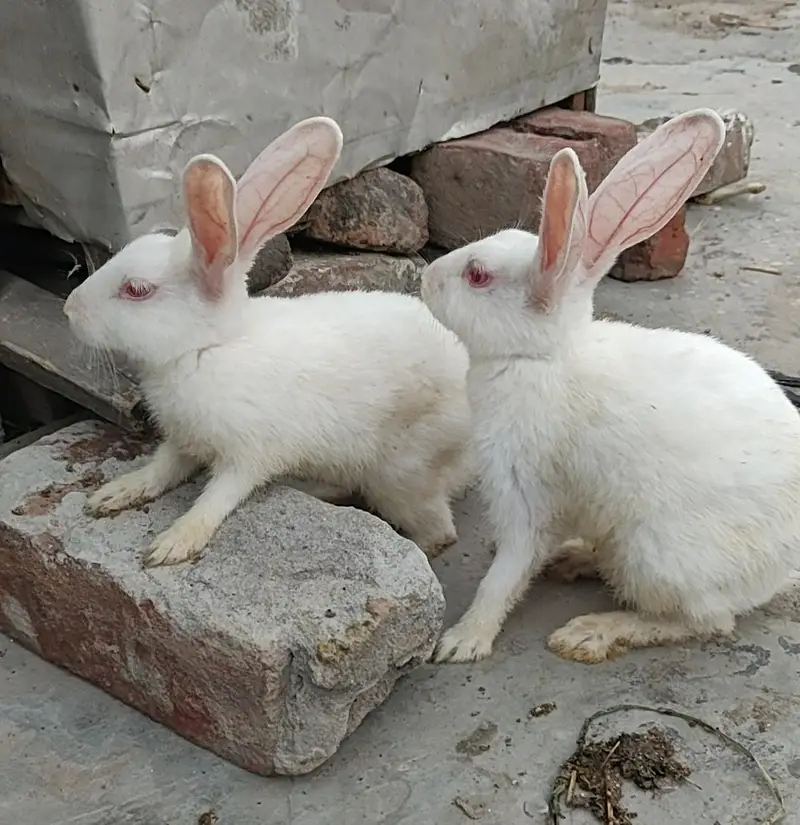 wait Pair red eyes