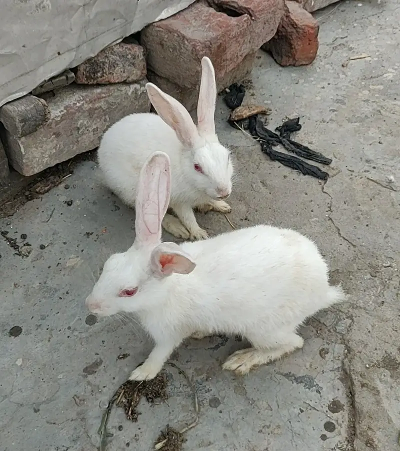 wait Pair red eyes — photo 2