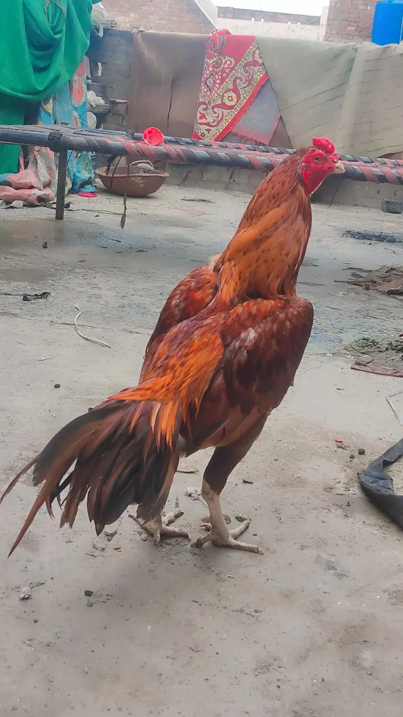 lakha aseel male — photo 2