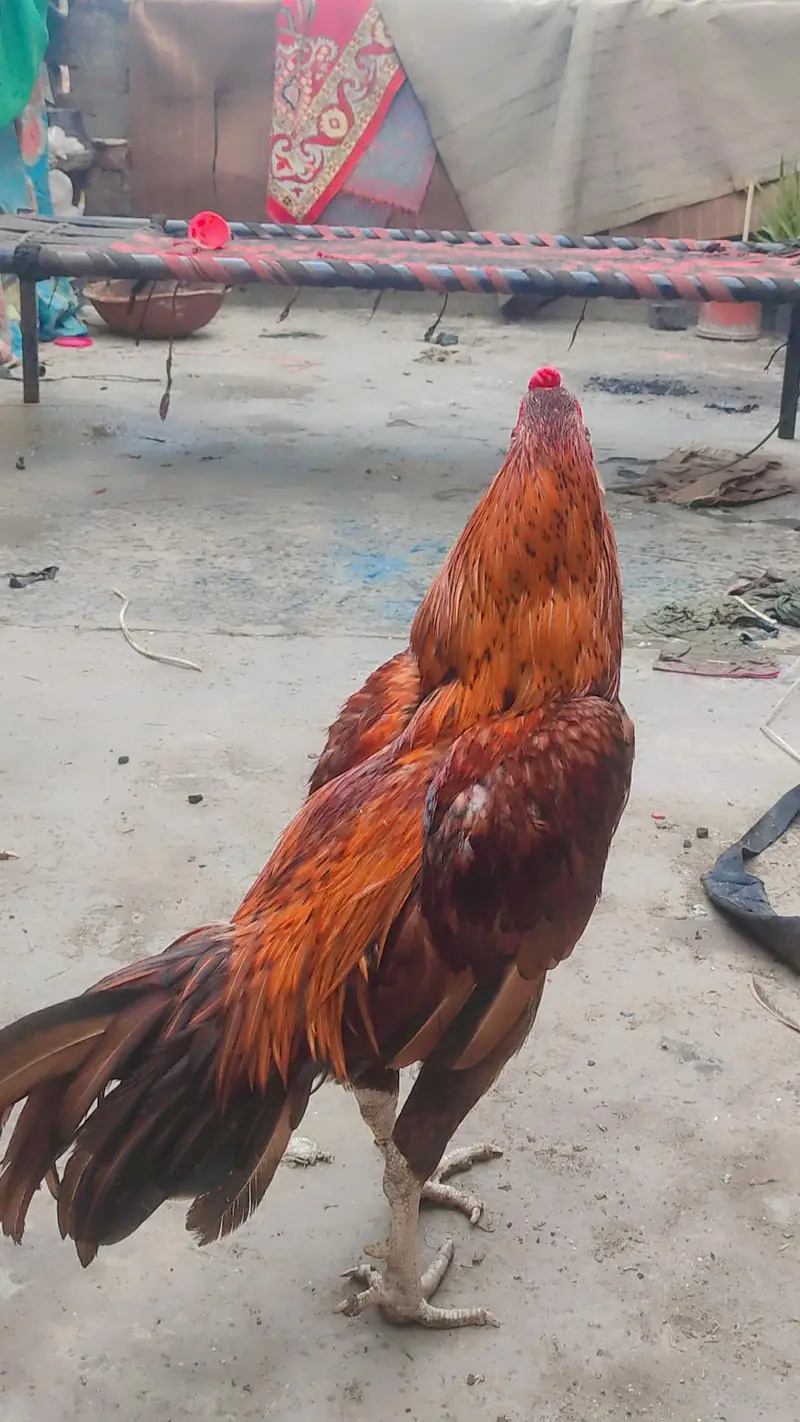 lakha aseel male — photo 3